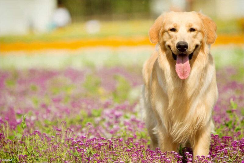 Hình ảnh chó Golden Retriever đẹp