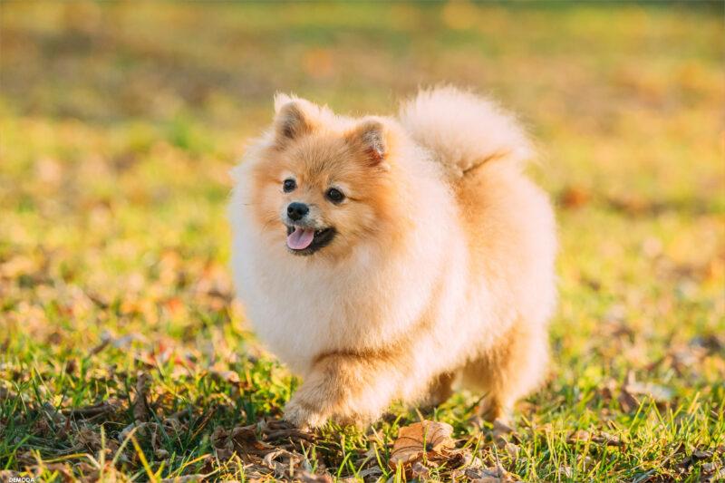 Hình ảnh chó Pomeranian đẹp