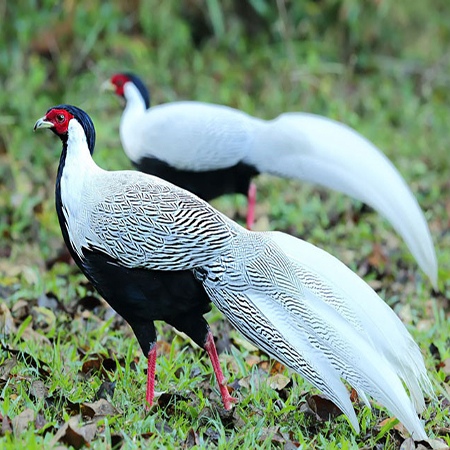 giá thịt gà lôi