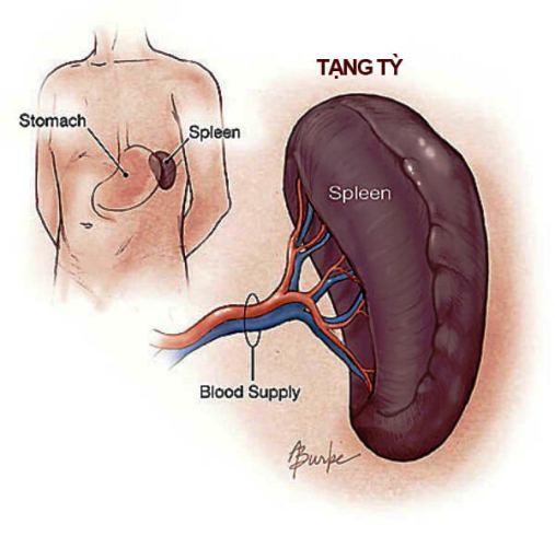 Bài thuốc chữa đau đầu, đau khớp do thời tiết cuối hè - Ảnh 1.