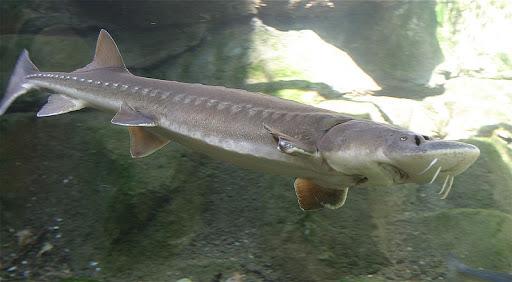 Sturgeon 1