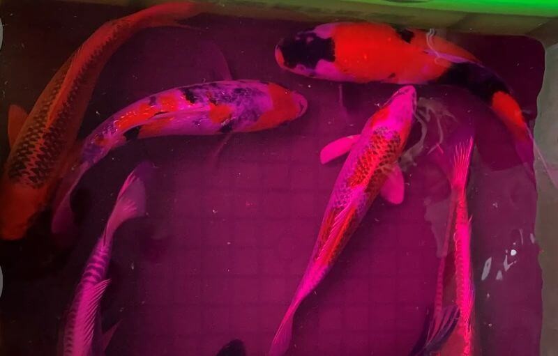 2-ly-do-can-tên-thước-tâm-cho-ca-koi