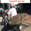 Hình ảnh nhại lại 8-3