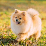 Ảnh đẹp về chó Pomeranian