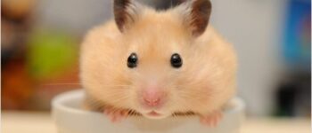 Ảnh chuột hamster