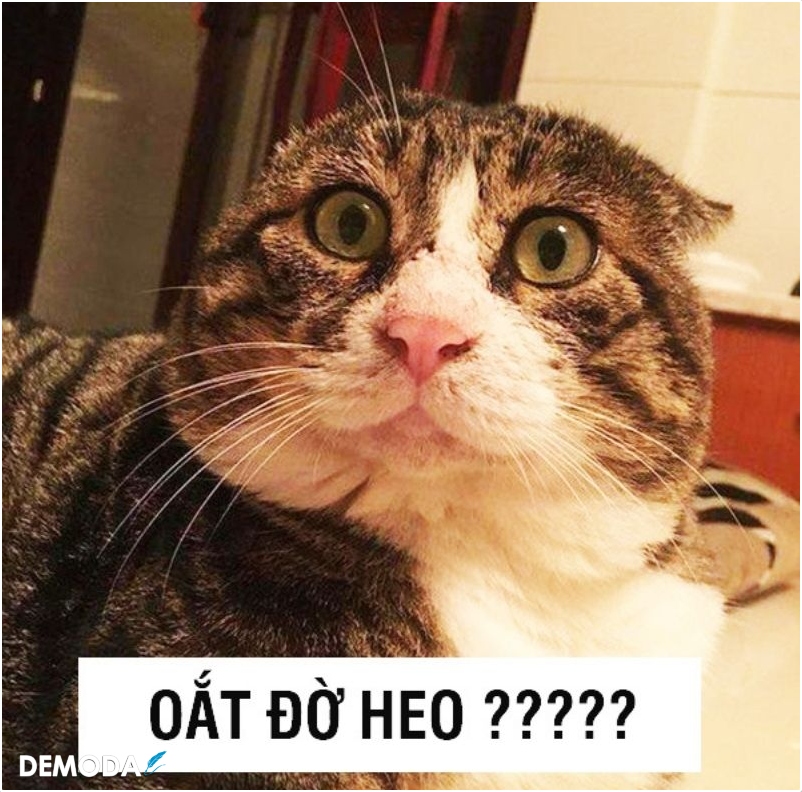 hình ảnh meme mèo