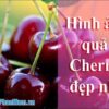 Tổng hợp những hình ảnh đẹp nhất về quả Cherry