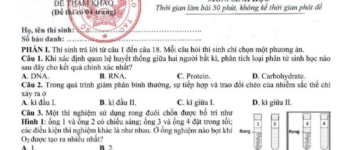 Giáo viên gợi ý lời giải cho câu hỏi khó nhất trong đề tham khảo môn Sinh học