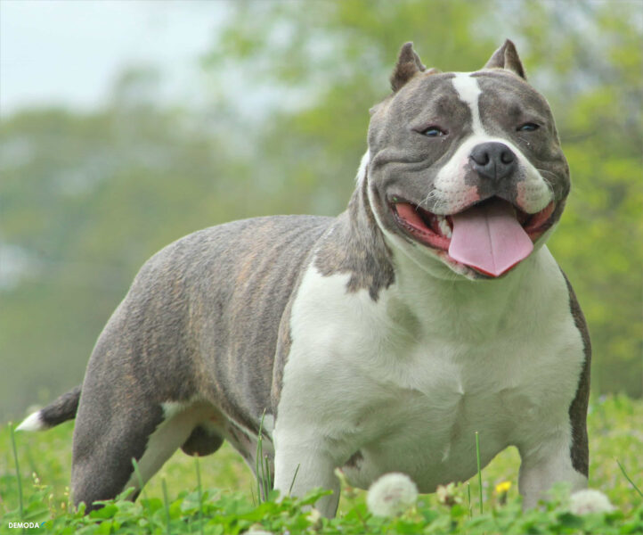 Hình ảnh Chó Pitbull Đẹp, Mạnh Mẽ, Ấn Tượng Nhất