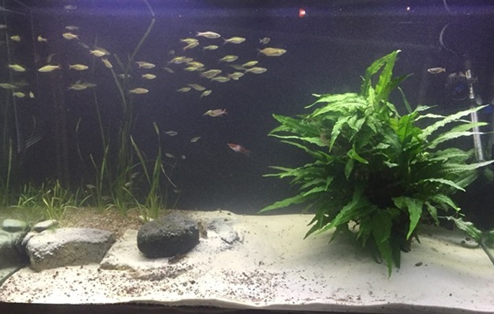 Xử lý nước hồ cá đảm bảo nguồn nước cho cá phát triển tốt