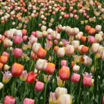 Hoa tulip trong tranh, nét vẽ tinh tế mang lại sức sống cho không gian trưng bày