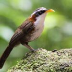 Tổng hợp thông tin thú vị về vùng đất Nightingale