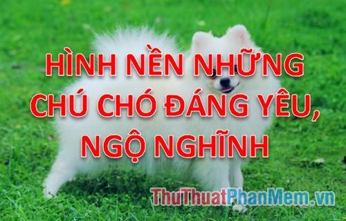 Tổng hợp hình nền những chú chó đáng yêu cho máy tính