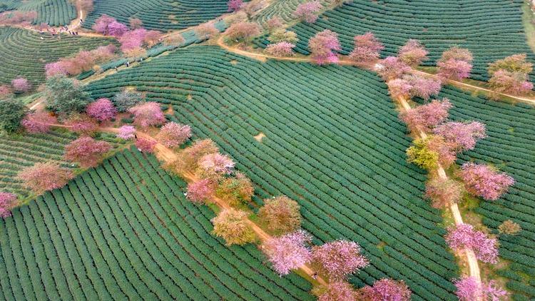 Tranh Phong Cảnh Việt Nam 4K