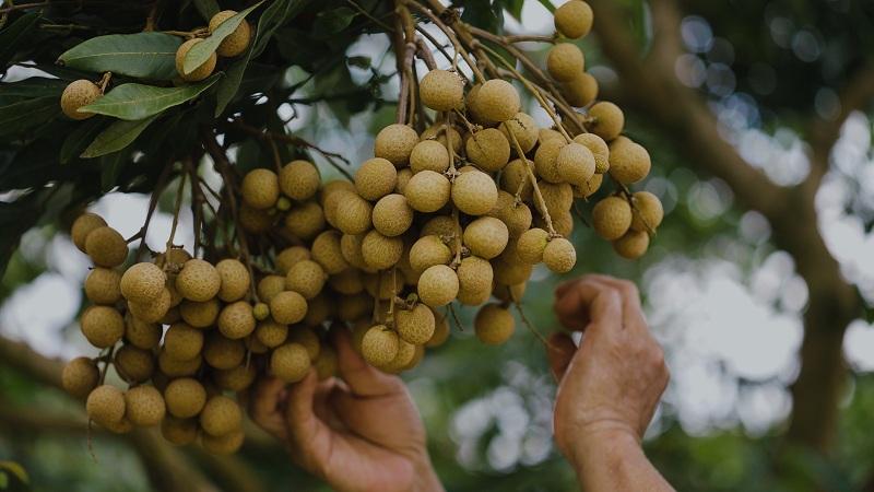 Làm thế nào để có một năm