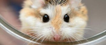 Chuột Hamster - Phân loại, giá bán và cách chăm sóc chuột đẹp khỏe mạnh