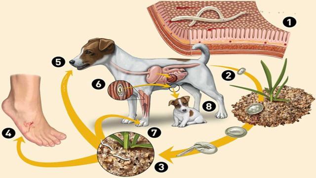 Cô gái 26 tuổi ở Phú Thọ bất ngờ mắc bệnh từ thú cưng, chủ quan nhầm lẫn với bệnh dạ dày - Ảnh 2.