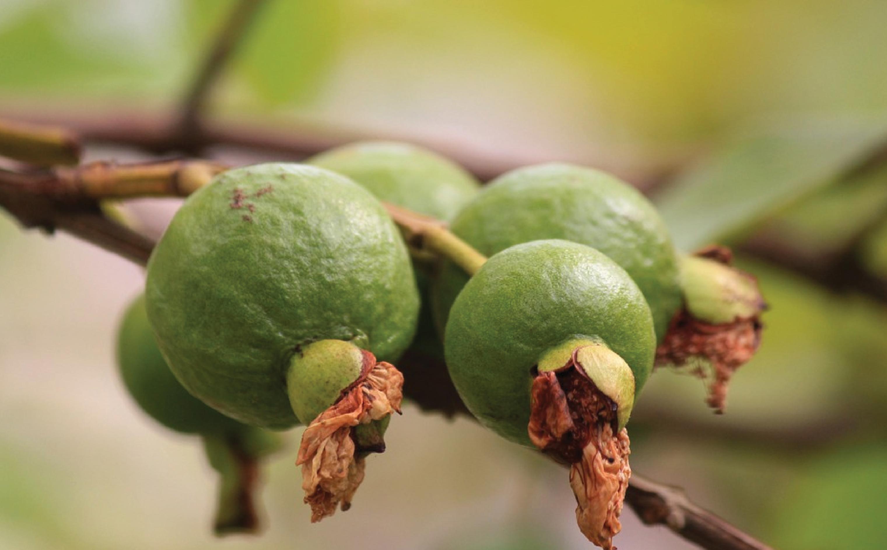 trái cây giàu vitamin C