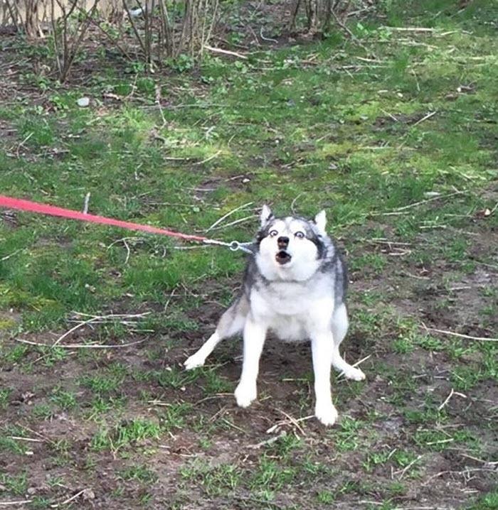 Hình ảnh chó Husky bị kéo đi