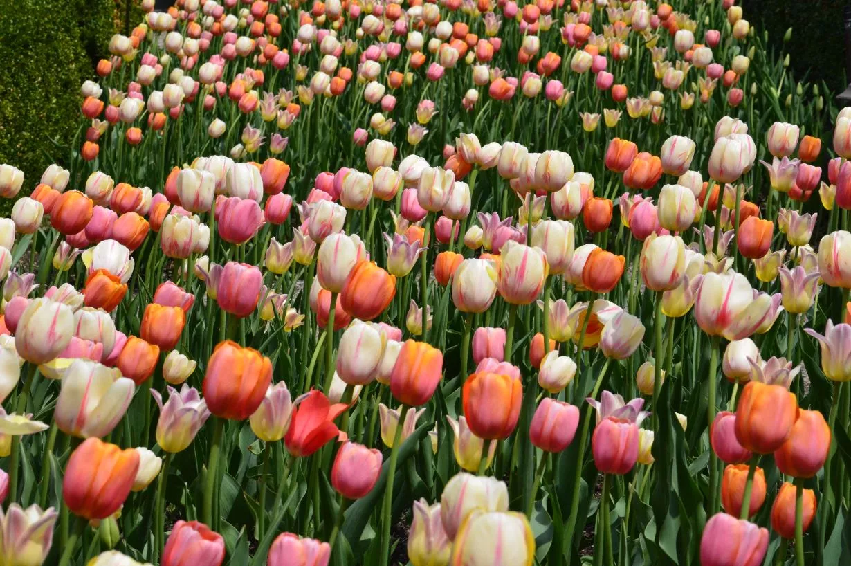 Hoa tulip trong tranh, nét vẽ tinh tế mang lại sức sống cho không gian trưng bày