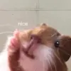 Meme Chuột Hamster: Xuất Xứ, Ý Nghĩa Và Những Bức Ảnh Hài Hước Nhất