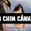 Những hình ảnh tuyệt đẹp về chim cánh cụt