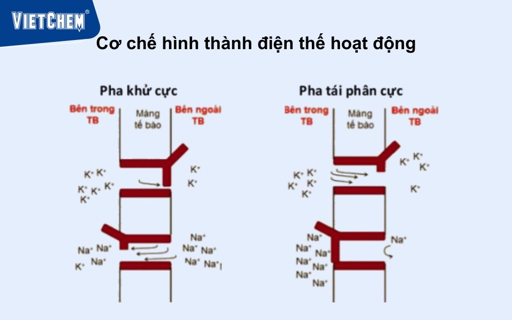 có-một-hình-ánh-sáng-của-đồng