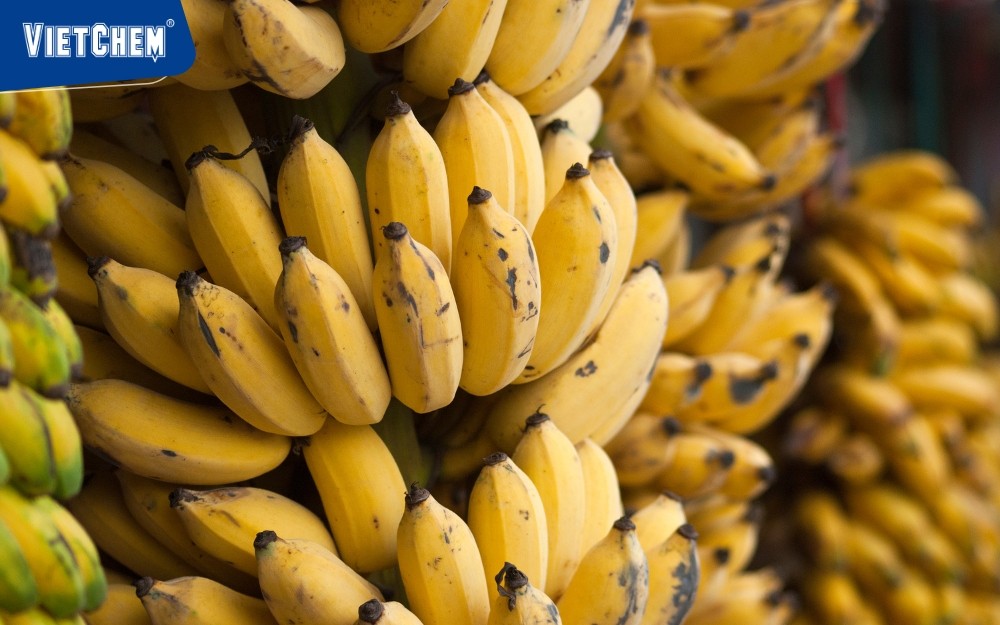 u-chuoi-chin-bang-dat-den