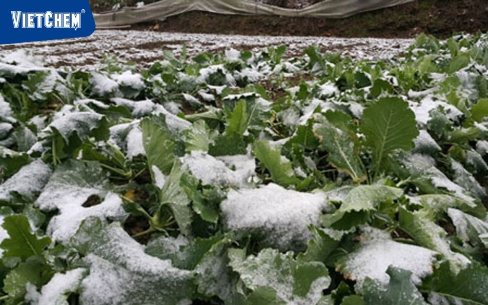 suong-muoi-gay-thiet-hai-den-nong-nghiep