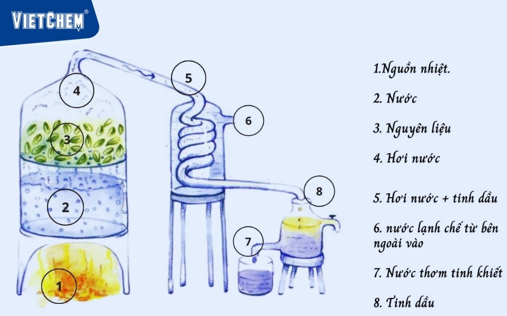 mèo thông thường