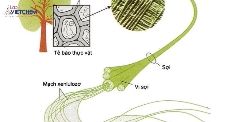Chất xơ xenlulo