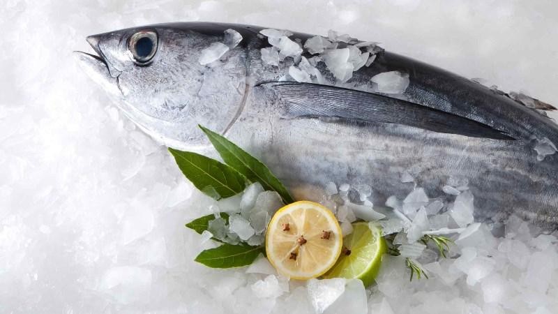 Cá béo cung cấp nguồn protein quý giá