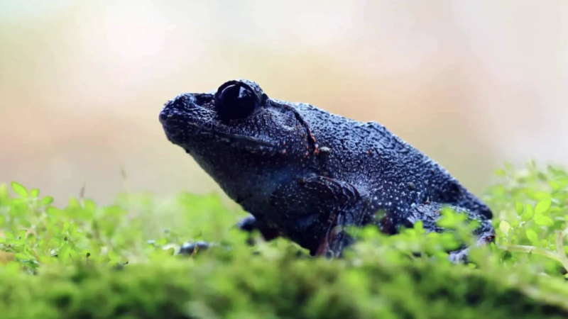 Ô nhiễm phóng xạ ảnh hưởng đến sinh vật sống