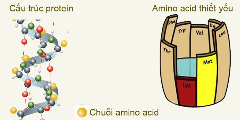 Axit amin có trong cấu trúc protein