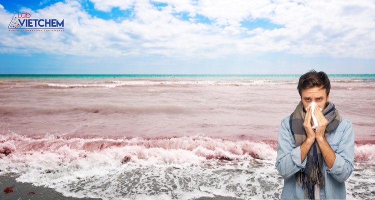 Tiếp xúc với hoa rong biển có thể gây kích ứng