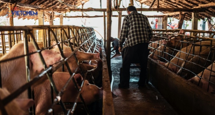 Sản phẩm EM dùng khử mùi chuồng trại