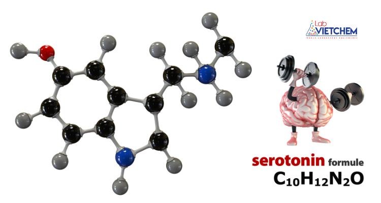 Carbohydrate kích thích sản xuất serotonin trong não