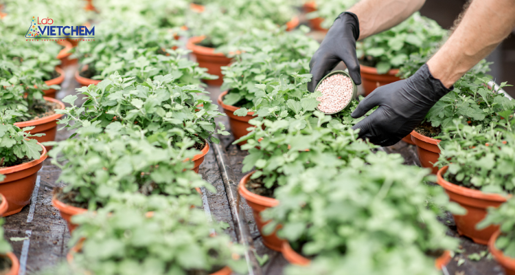 Phân SA cung cấp dinh dưỡng cho cây trồng