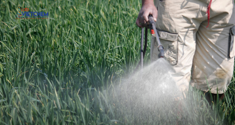 Phun phân MKP cho cây trồng