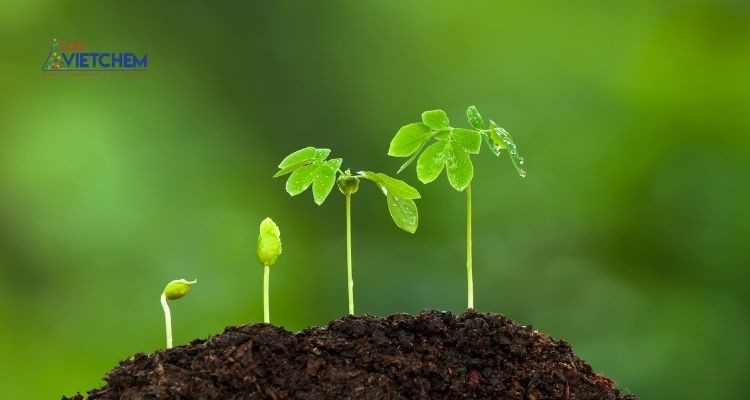 Phân đạm thúc đẩy tăng trưởng thực vật