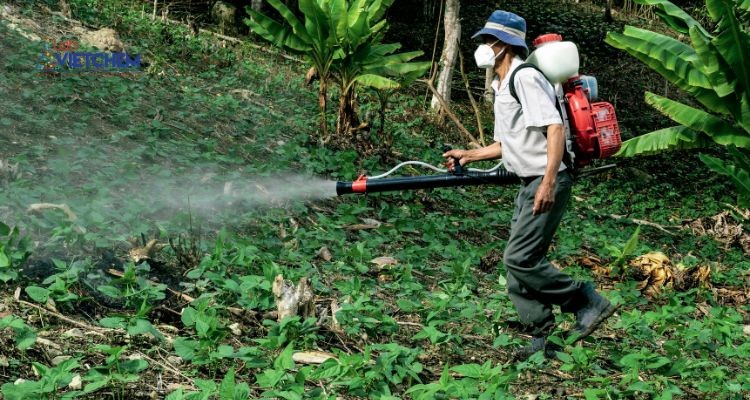 Phun dung dịch đồng lên lá