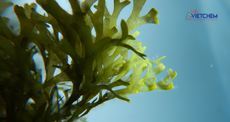 Điều chế iốt từ rong biển