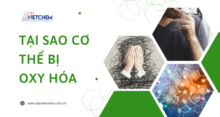 Những tác nhân làm tăng nguy cơ oxy hóa cơ thể