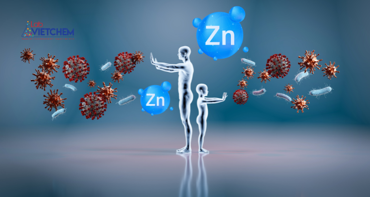 Kẽm giúp tăng cường sức đề kháng
