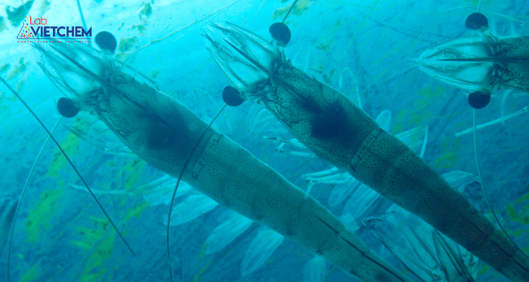 Nitrat ảnh hưởng đến tăng trưởng của tôm