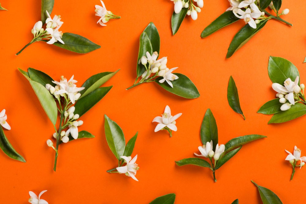 Màu cam có ý nghĩa thể hiện tính cách con người