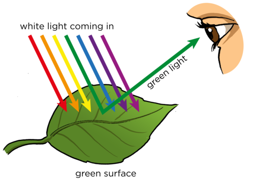 Tia sáng phản xạ có màu nào thì người quan sát sẽ nhìn ra vật thể có màu sắc đó
