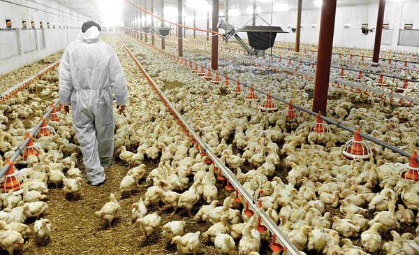 Máy ấp trứng CO2 cũng được sử dụng trong ngành chăn nuôi gia cầm