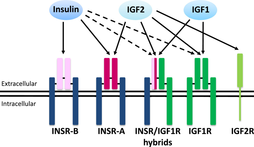 Gen IGF2 mã hóa insulin