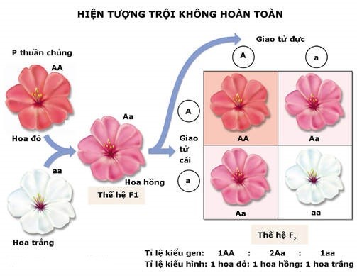 Sự lai giữa hai cá thể dẫn đến sự thống trị không hoàn toàn